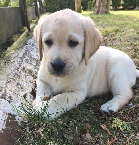 Labrador Retriever Puppy for sale