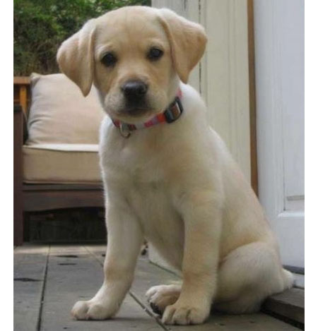 Labrador Retriever Puppy for sale