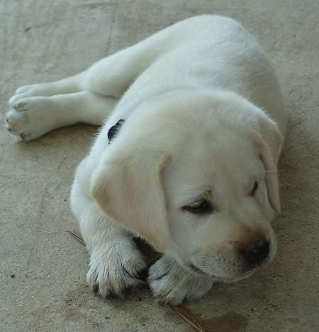 Labrador Retriever Puppy for sale