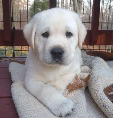 Labrador Retriever Puppy for sale