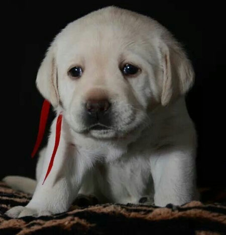 Labrador Retriever Puppy for sale